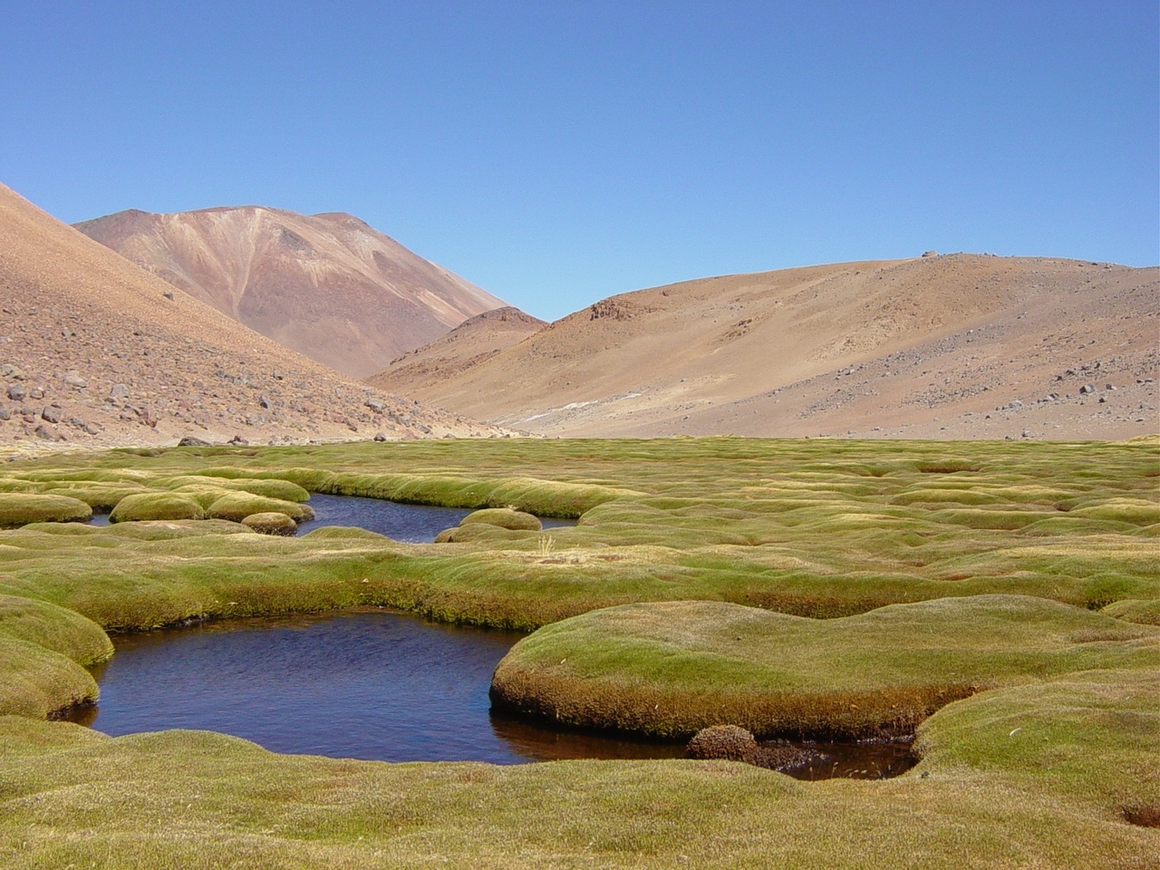 Bofedal, Región de Antofagasta